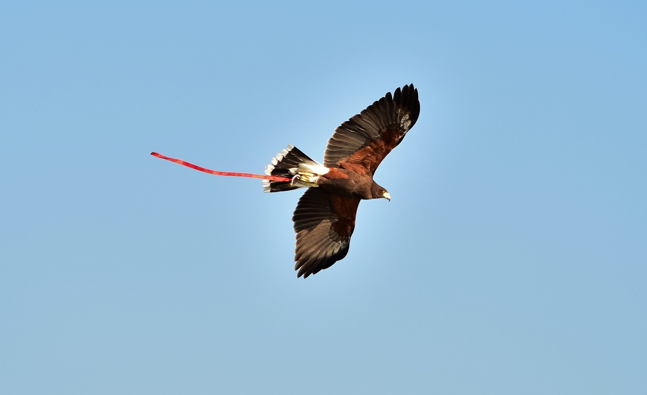 a-captive-harris-hawk-used-in-falconry-flying-ov-2023-01-17-16-08-55-utc(1)